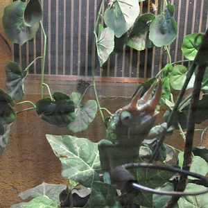 jackson`s chamaleon chapultepec zoo