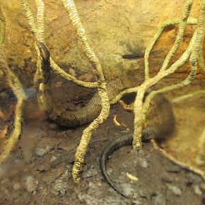 Water Mocassin Chapultepec Zoo