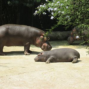 Hippopotamus Chapultepec Zoo
