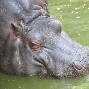 male hippopotamus chapultepec zoo