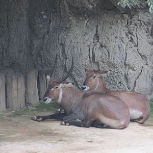 defassa waterbuck chapultepec zoo