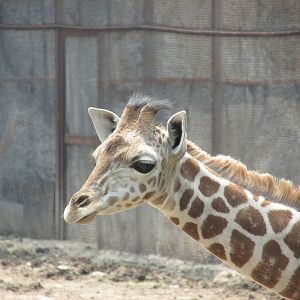 Juvenile Giraffe Chapultepec Zoo