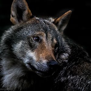 Eurasian Wolf