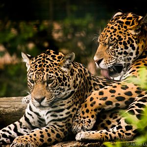 Jaguars