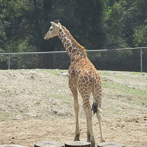 Juvenile giraffe Chapultepec zoo