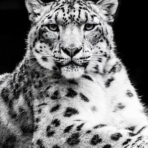 Snow Leopard
