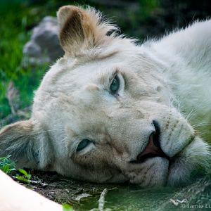 White Lion