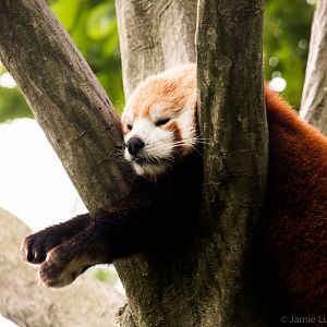 Red Panda