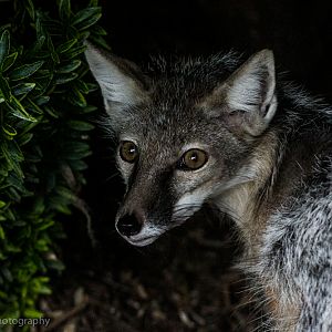 Corsac Fox