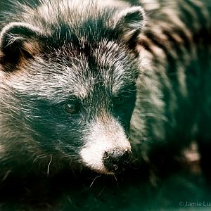 Raccoon Dog