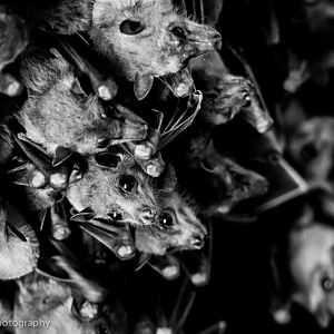 Egyptian Fruit Bats