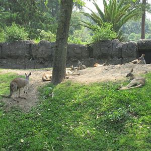 Red Kangaroos Chapultepec Zoo