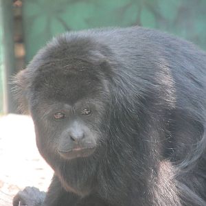 Mexican Black Howler Monkey Chapultepec Zoo