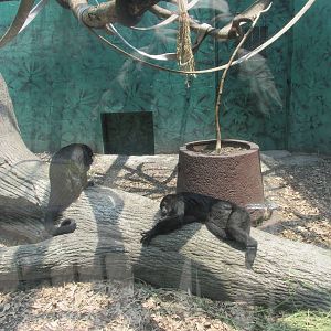 Mexican black howler monkey Chapultepec zoo