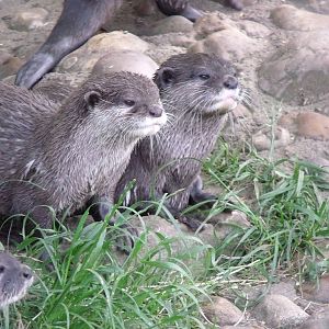 Oriental small-clawed Otter