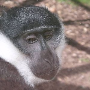 L'Hoest's Monkey