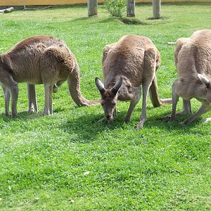 Western Grey Kangaroos