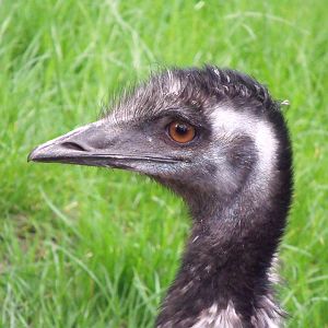 Emu