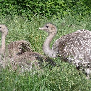 Darwin's Rhea