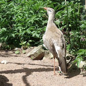 Red-Legged Seriema