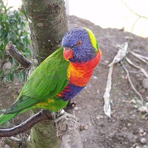 Rainbow Lorikeet