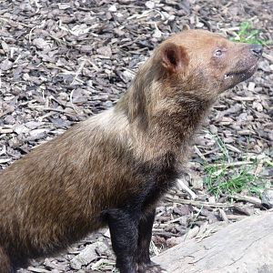 Bush dog