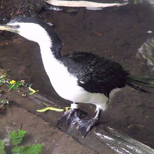 Little Pied Cormorant