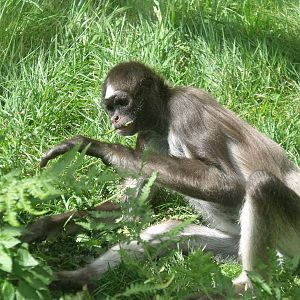 Variegated Spider Monkey
