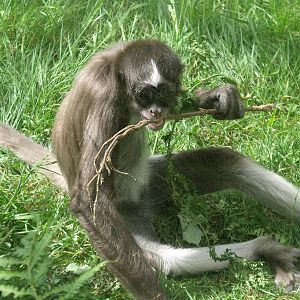 Variegated Spider Monkey