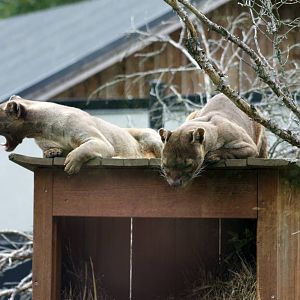 Parken Zoo Summer 2015
