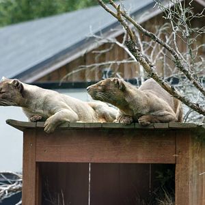 Parken Zoo Summer 2015