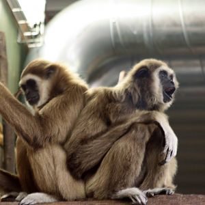 Parken Zoo Summer 2015