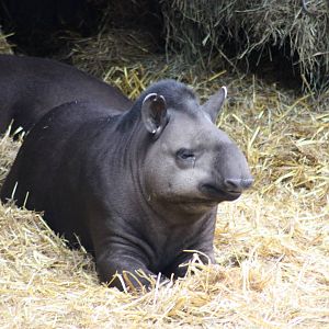 Parken Zoo Summer 2015