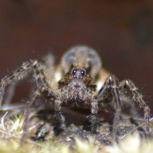 Wolf spider