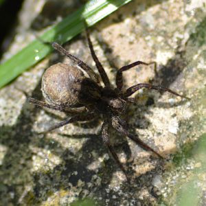 Wolf spider