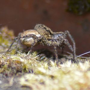 Wolf spider