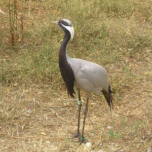 Demoiselle crane