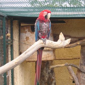 Red-and-green macaw