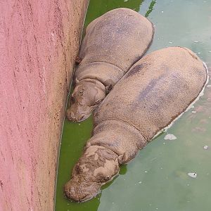 Pygmy hippopotamus