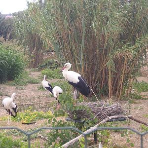 White stork