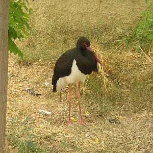 Black stork