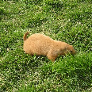 Black-tailed prairie dog