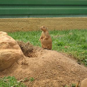 Black-tailed prairie dog