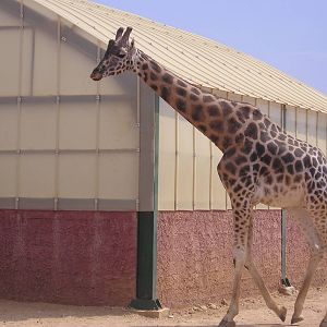 Rothschild's giraffe