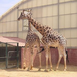 Rothschild's giraffe