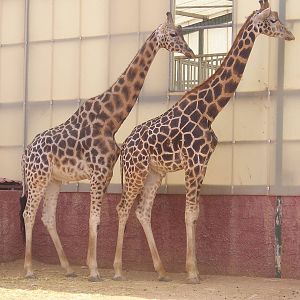 Rothschild's giraffe