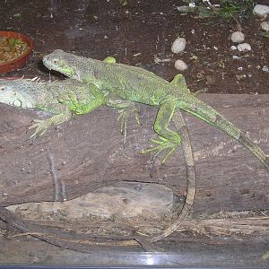 Green iguana