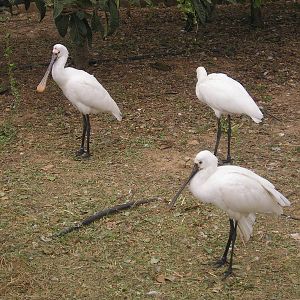 Eurasian spoonbill