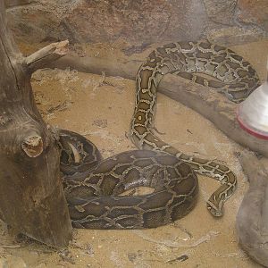 Burmese python