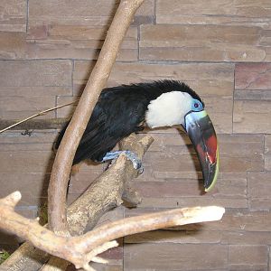 Red-billed toucan